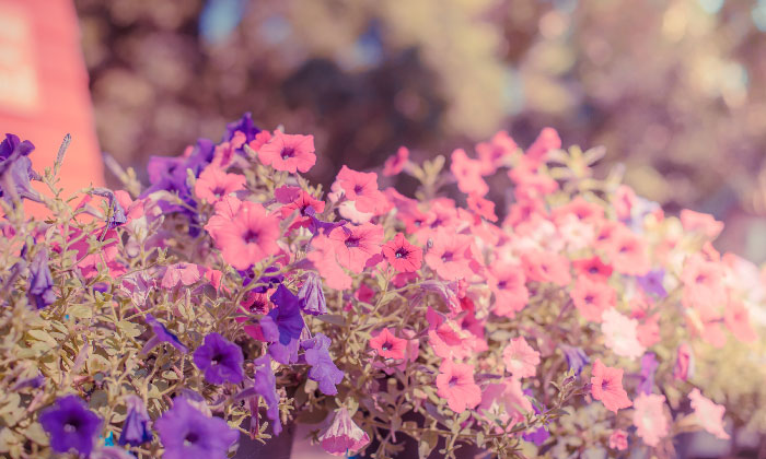 ���̃X�p�C�����c�����o���B��̕��@♡